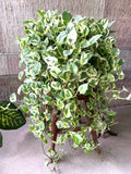 Pothos NJoy 4” plant **(ALL plants require you to purchase ANY 2 plants!)**