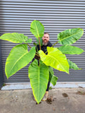 Philodendron Melinonii Ghost starter plant **(ALL plants require you to purchase ANY 2 plants!)**
