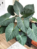 Alocasia Regal shield 4” plant **(ALL plants require you to purchase ANY 2 plants!)**