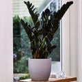ZZ black Raven 4” pot **(ALL plants require you to purchase ANY 2 plants!)**