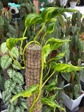Epipremnum Shangrila Variegated auera rare 2” plant **(ALL plants require you to purchase ANY 2 plants!)**