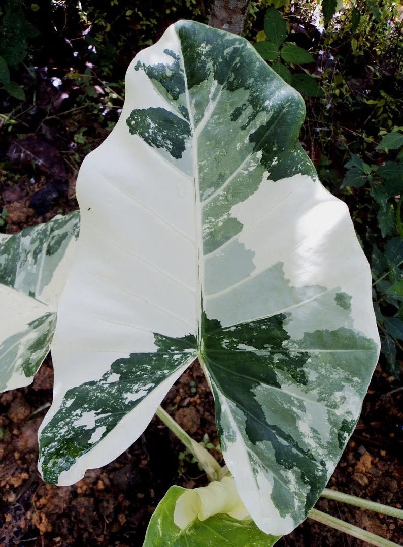 Alocasia California Variegated starter plant **(ALL plants require you to purchase ANY 2 plants!)**