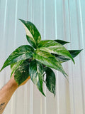 Epipremnum Pinnatum variegated 4” plant **(ALL plants require you to purchase ANY 2 plants!)**