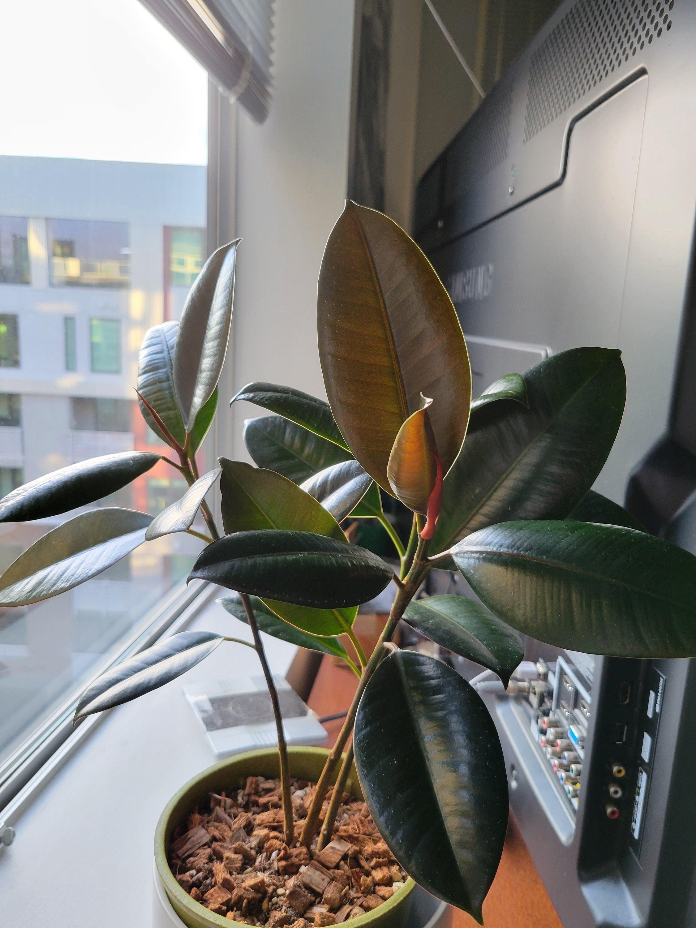 Ficus Elastica Melany rubber tree starter plant **(ALL plants require you to purchase ANY 2 plants!)**