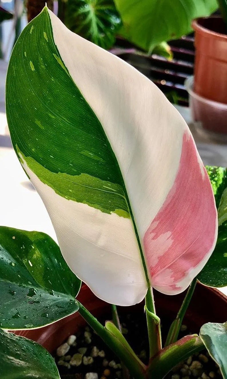 Philodendron White princess 2” pot **(ALL plants require you to purchase ANY 2 plants!)**