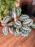 Calathea Helen Kennedy peacock prayer starter plant **(ALL plants require you to purchase ANY 2 plants!)**