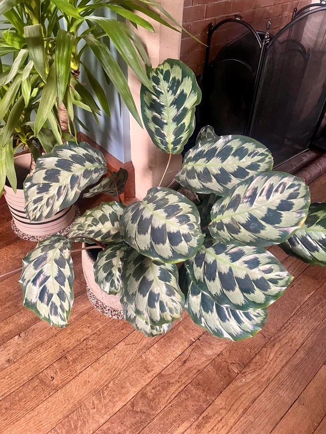 Calathea Helen Kennedy peacock prayer starter plant **(ALL plants require you to purchase ANY 2 plants!)**