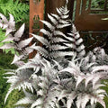 Japanese Silver metallic fern starter plant **(ALL plants require you to purchase ANY 2 plants!)**