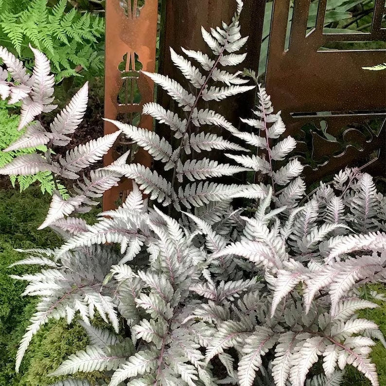 Japanese Silver metallic fern starter plant **(ALL plants require you to purchase ANY 2 plants!)**