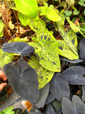 Colocasia Midnight escuelenta elephant ear starter plant **(ALL plants require you to purchase ANY 2 plants!)**