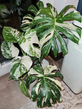 Monstera Thai Constellation XL starter plant **(ALL plants require you to purchase ANY 2 plants!)**
