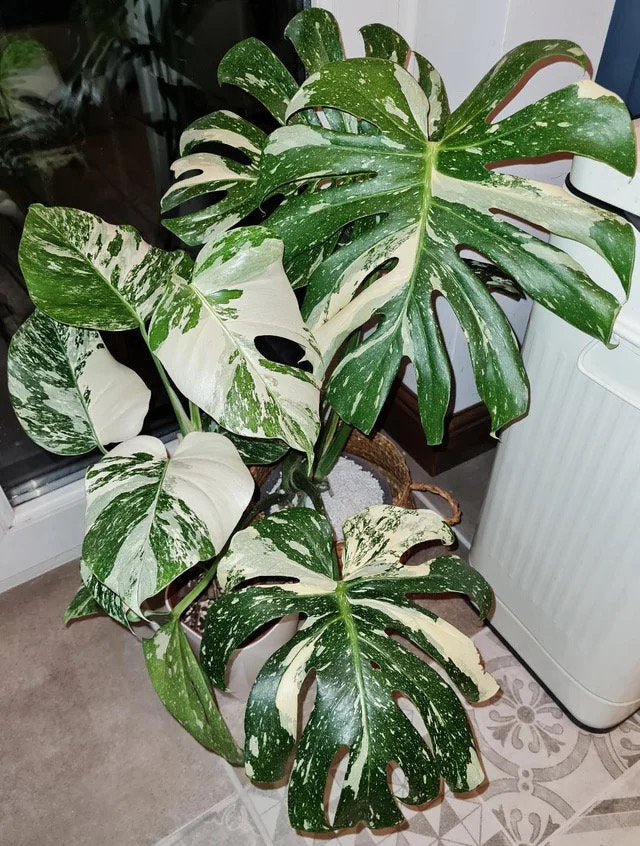 Monstera Thai Constellation XL starter plant **(ALL plants require you to purchase ANY 2 plants!)**