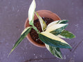 Monstera Standleyana Variegated starter plant **(ALL plants require you to purchase ANY 2 plants!)**