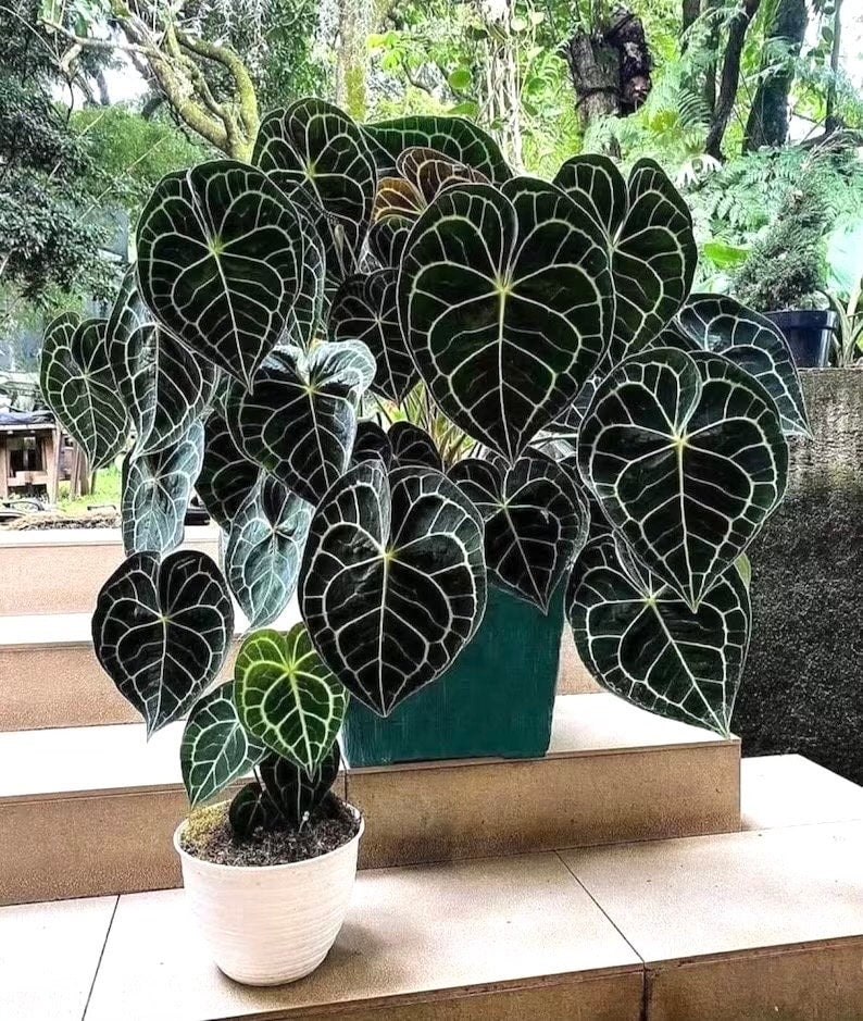 Anthurium Clarinervium 4” pot **(ALL plants require you to purchase ANY 2 plants!)**