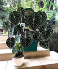 Anthurium Clarinervium 2” pot **(ALL plants require you to purchase ANY 2 plants!)**