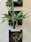 Platycerium bifurcatum elkhorn fern starter plant **(ALL plants require you to purchase ANY 2 plants!)**