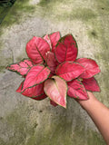 Aglaonema Beauty 2” plant **(ALL plants require you to purchase ANY 2 plants!)**