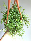 Peperomia prostrata “string of turtles” vining starter plant **(ALL plants require you to purchase ANY 2 plants!)**