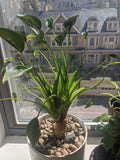 Alocasia Tiny Dancers XL starter plant **(ALL plants require you to purchase ANY 2 plants!)**