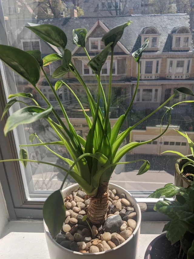 Alocasia Tiny Dancers XL starter plant **(ALL plants require you to purchase ANY 2 plants!)**