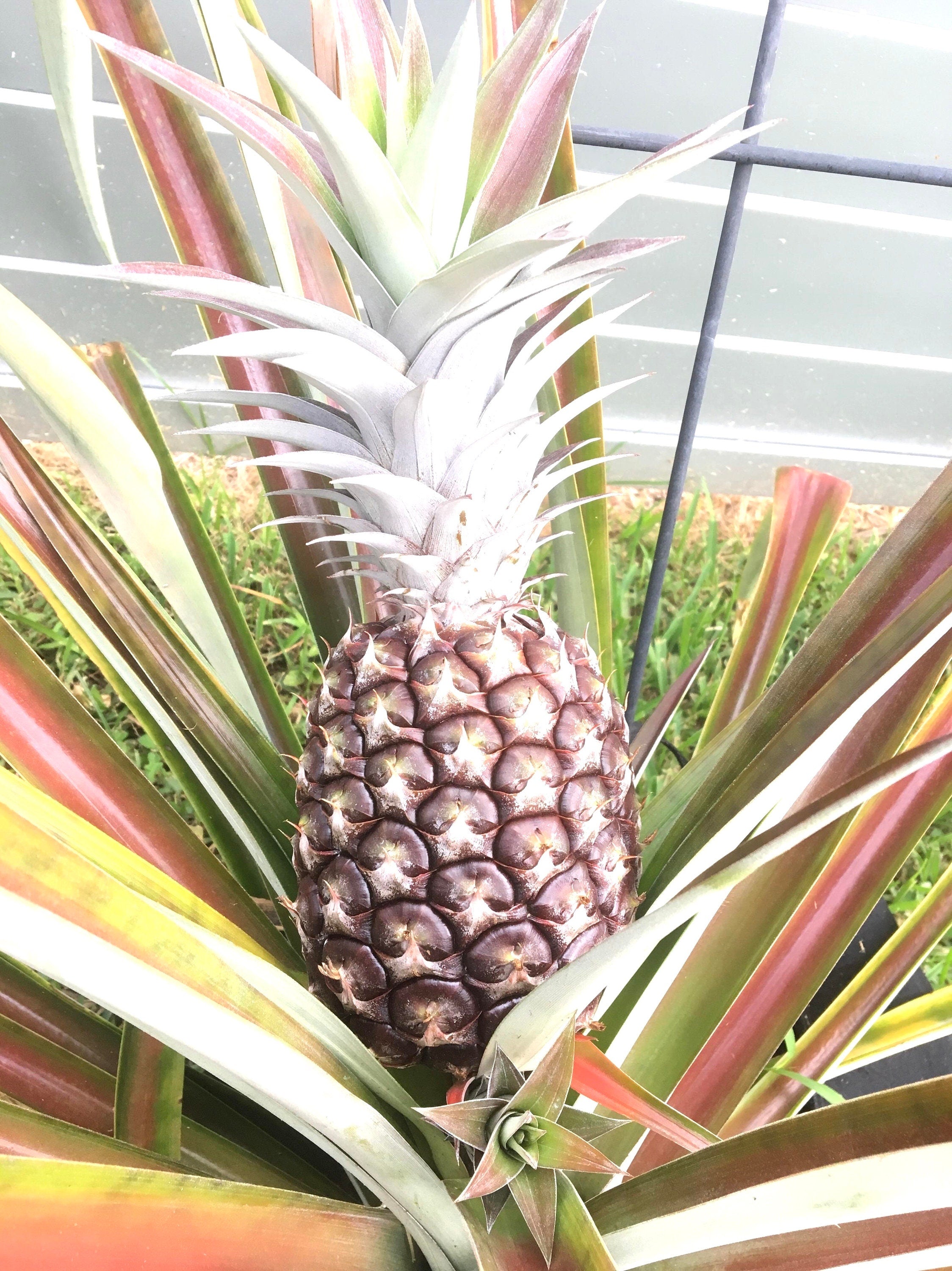 Ananas White jade (pineapple plant) starter plant **(ALL plants require you to purchase ANY 2 plants!)**