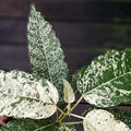 Ficus snowstorm “blizzard” 10 pack **(ALL plants require you to purchase ANY 2 plants!)**