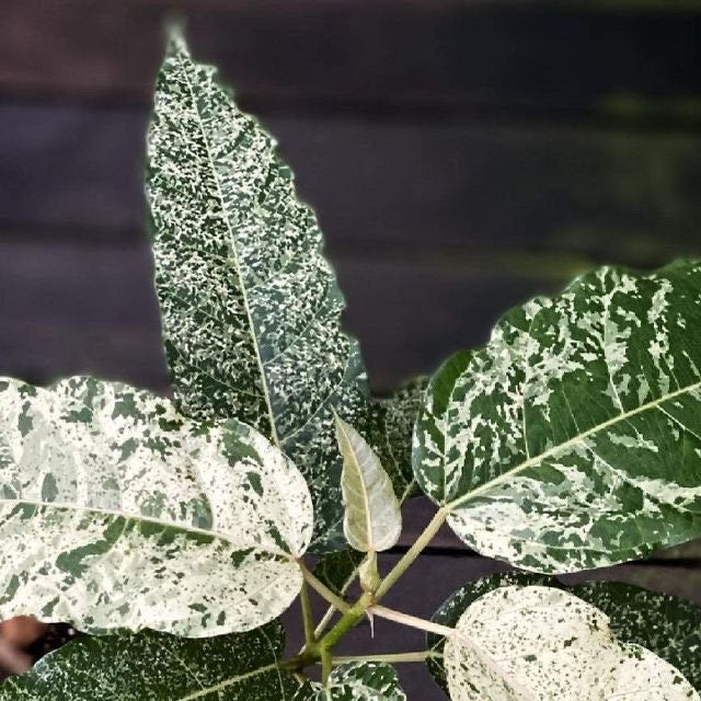 Ficus snowstorm “blizzard” 10 pack **(ALL plants require you to purchase ANY 2 plants!)**