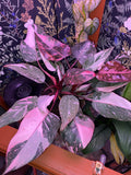 Philodendron Black cherry marble princess  starter plant **(ALL plants require you to purchase ANY 2 plants!)**
