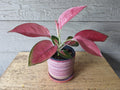 Aglaonema China red 2” plant **(ALL plants require you to purchase ANY 2 plants!)**