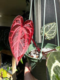 Anthurium Crystallinum Red 2” plant **(ALL plants require you to purchase ANY 2 plants!)**