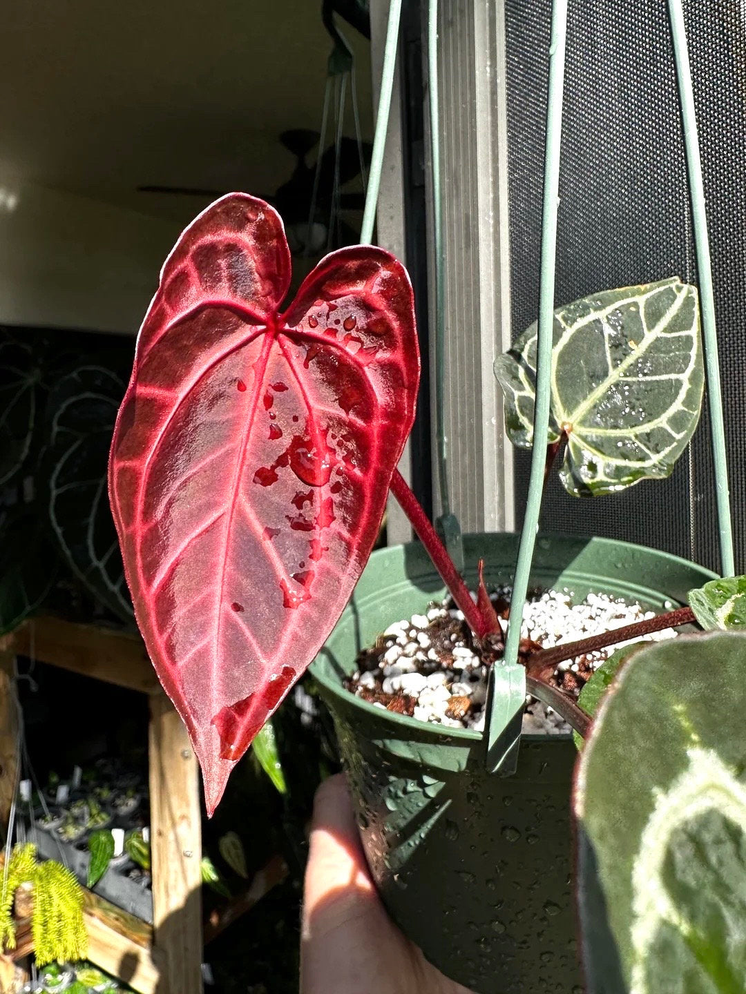 Anthurium Crystallinum Red 2” plant **(ALL plants require you to purchase ANY 2 plants!)**