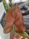 Syngonium Orm Nak starter plant **(ALL plants require you to purchase ANY 2 plants!)**