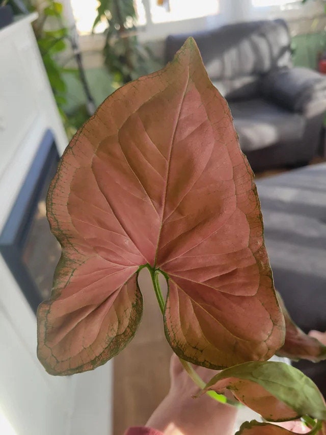Syngonium Orm Nak starter plant **(ALL plants require you to purchase ANY 2 plants!)**