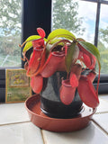 Nepenthes Lady Luck starter plant **(ALL plants require you to purchase ANY 2 plants!)**