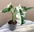 Alocasia Okinawa silver 4” pot **(ALL plants require you to purchase ANY 2 plants!)**