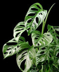 Monstera Friedrichsthalii starter plant **(ALL plants require you to purchase ANY 2 plants!)**