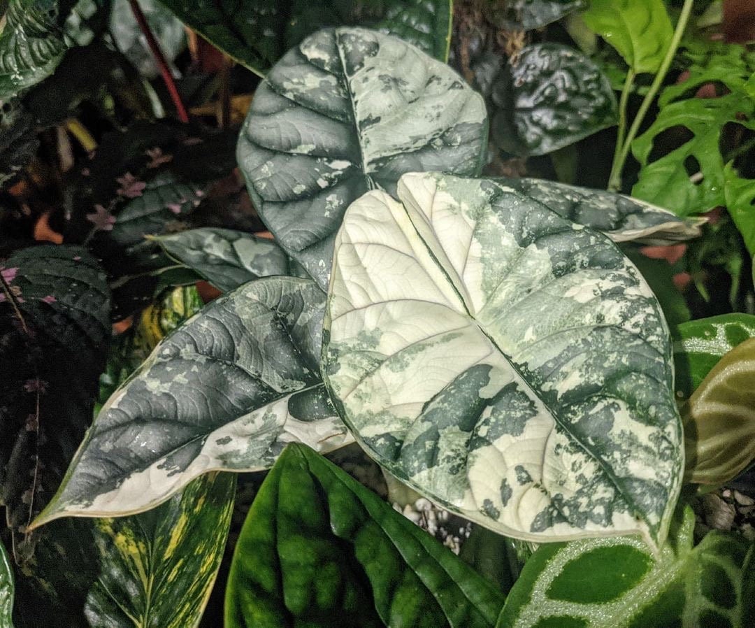 Alocasia Variegated Silver Dragon starter plant **(ALL plants require you to purchase ANY 2 plants!)**