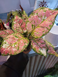 Aglaonema Ruby Ray 2” plant **(ALL plants require you to purchase ANY 2 plants!)**