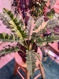 Philodendron ring of fire 4” plant **(ALL plants require you to purchase ANY 2 plants!)**