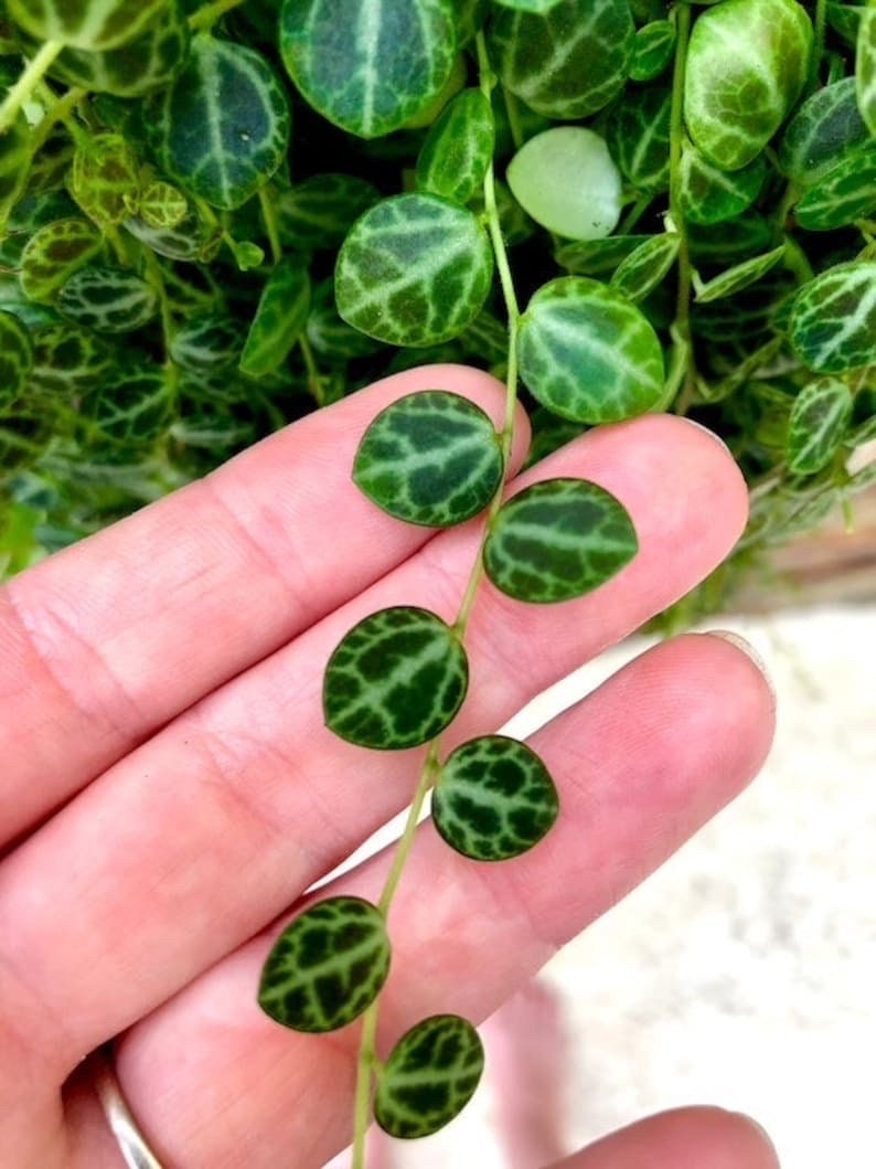 String of Turtles Vining starter plant **(ALL plants require you to purchase ANY 2 plants!)**
