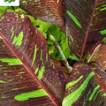 Siam ruby red (banana ) starter plant **(ALL plants require you to purchase ANY 2 plants!)**