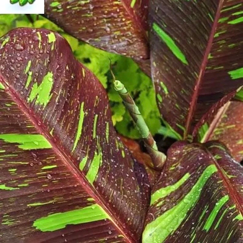 Siam ruby red (banana ) starter plant **(ALL plants require you to purchase ANY 2 plants!)**