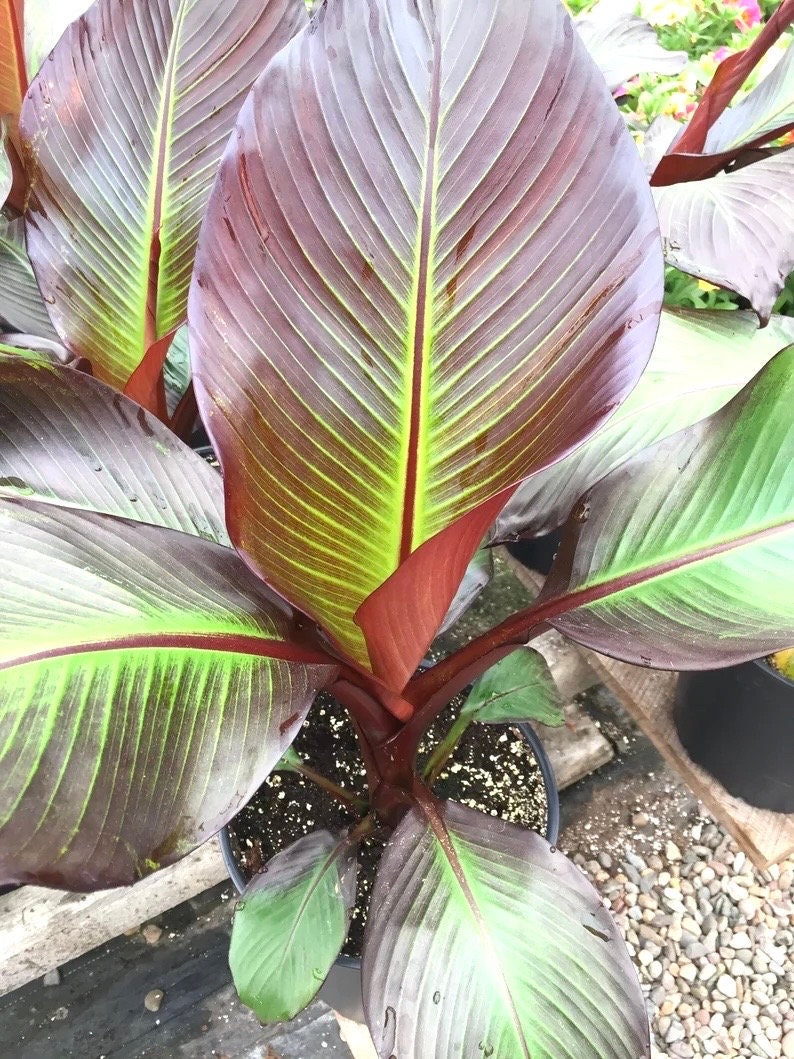 Ensete Maurelli (banana ) 4” pot **(ALL plants require you to purchase ANY 2 plants!)**