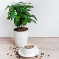 Arabica Coffee 4” potted multi stem plant **(ALL plants require you to purchase ANY 2 plants!)**