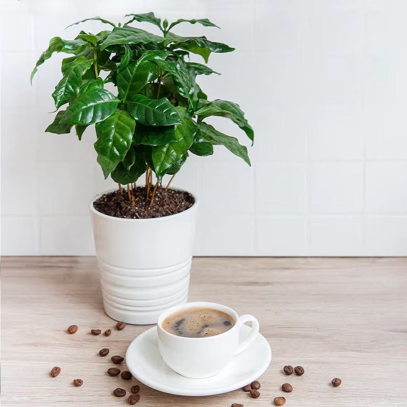 Arabica Coffee starter plant **(ALL plants require you to purchase ANY 2 plants!)**