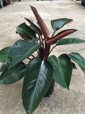 Philodendron Red Congo starter plant **(ALL plants require you to purchase ANY 2 plants!)**