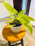 Philodendron Calkins gold starter plant **(ALL plants require you to purchase ANY 2 plants!)**
