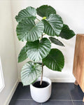 Ficus Umbellata 4” plant **(ALL plants require you to purchase ANY 2 plants!)**