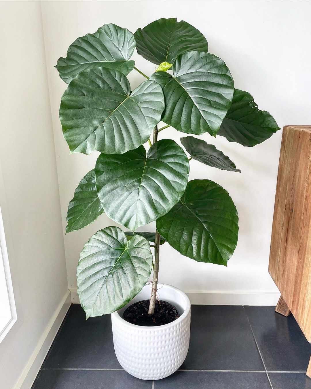 Ficus Umbellata 4” plant **(ALL plants require you to purchase ANY 2 plants!)**