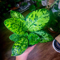 Homolamena Camoflauge starter plant **(ALL plants require you to purchase ANY 2 plants!)**